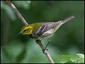 _6SB1575 black-throated green warbler